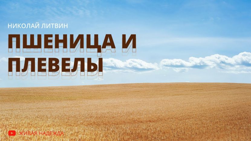 Пшеница и плевелы (Николай Литвин)